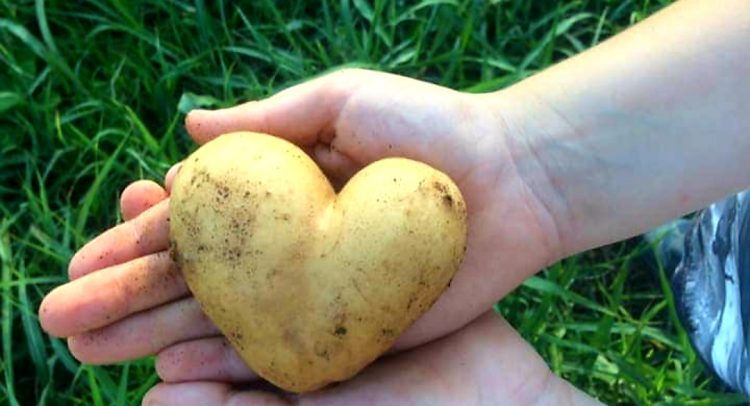 Krompir u obliku srca!