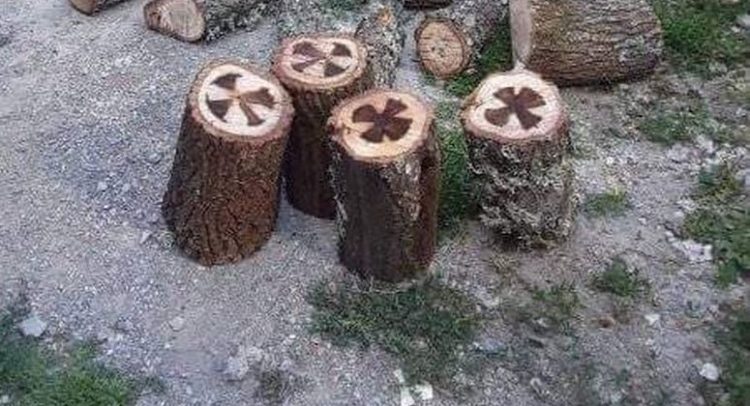 Ukazali se krstovi u hrastu na Kosmetu!