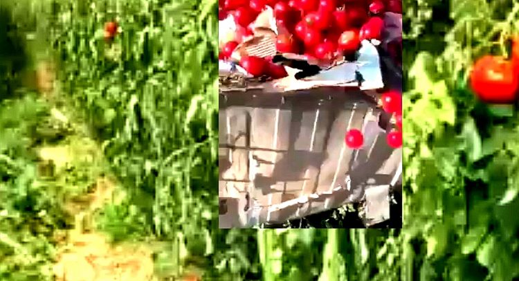 Bruka i sramota države! Seljaci bacaju paradajz zbog niske cene