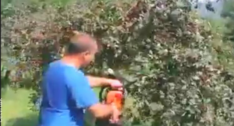 Državo reaguj! Nakupci ucenjuju seljake. U očaju seku i prosipaju višnje (video)…