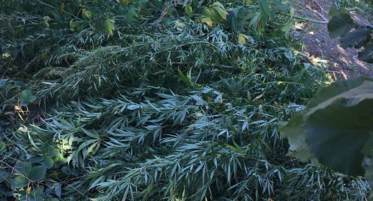 Uhapšeni policajci u V. Plani pronađeno 58 kilograma droge!