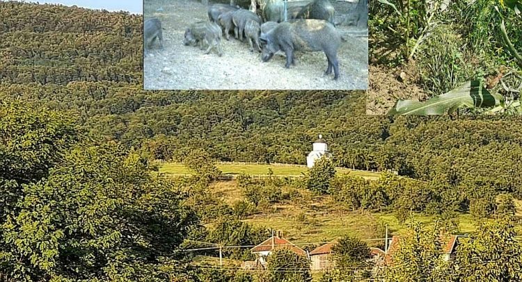 Najezda divljih svinja podno Gledića- uništavaju sve pred sobom!