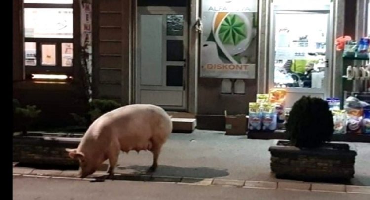 Šou u Lapovu: svinja izašla u grad! (video)