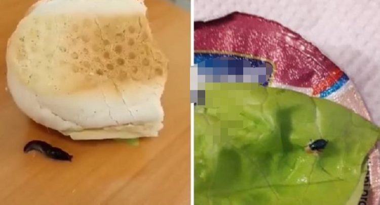 evo šta jedu radnici „Fiata“- puž „golać“ u salati (video)