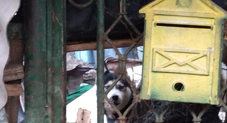 Kragujevac: DRAMA u Pivari- spasavali pse pa uhapšeni aktivisti pokreta LEVIJATAN