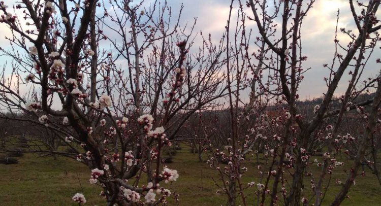 danas do 19 stepeni u Šumadiji, mraz „obrao“ kajsiju