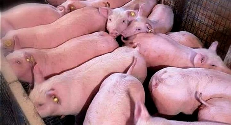 KUGOM ZARAŽENO 1.600 SVINJA, PA UBIJENO NIH 19.700: Drakonske posledice opasne zaraze! EVO KAKO SE PRENOSI SVINJSKA KUGA!