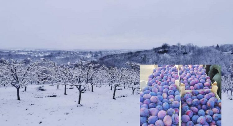 Hoće li Šumadija ove godine ostati bez šljiva!? Voćnjaci ugroženi mrazom