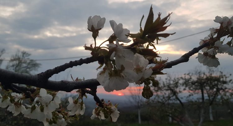 Sutra počinje proleće, na južnoj hemisferi jesen