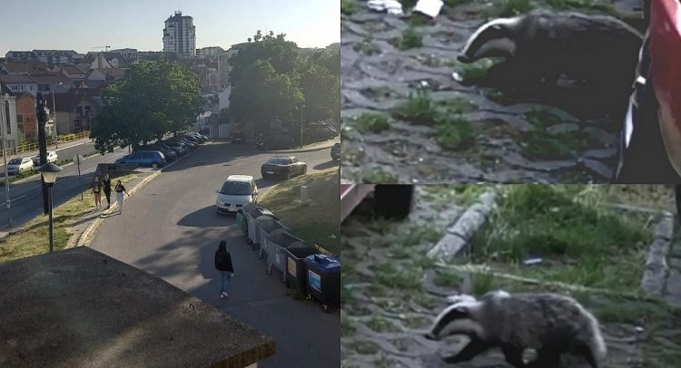 EKSKLUZIVNI snimak jazavca u centru Kragujevca. Pogledajte…