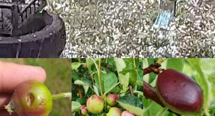 Apokalipsa… GRAD urnisao voćnjake na Rudniku i oko Topole. Šteta u milionima evra (VIDEO)