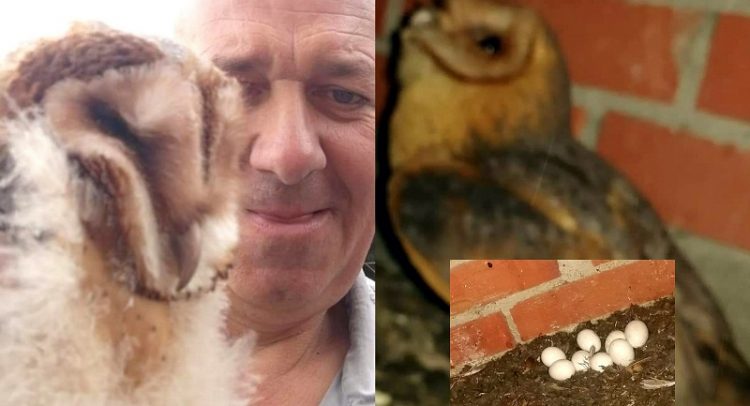 Sove kukavije u Zagorici kod Topole- čekaju mlade!
