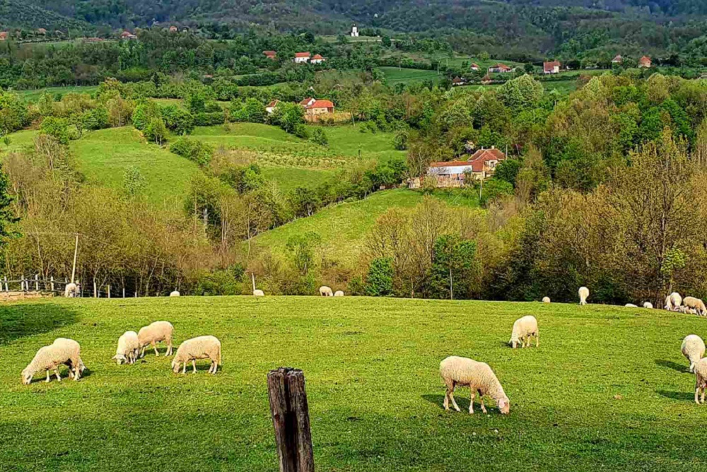 Inicijativa iz Kragujevca za izgradnju nacionalne klanice za ovce!