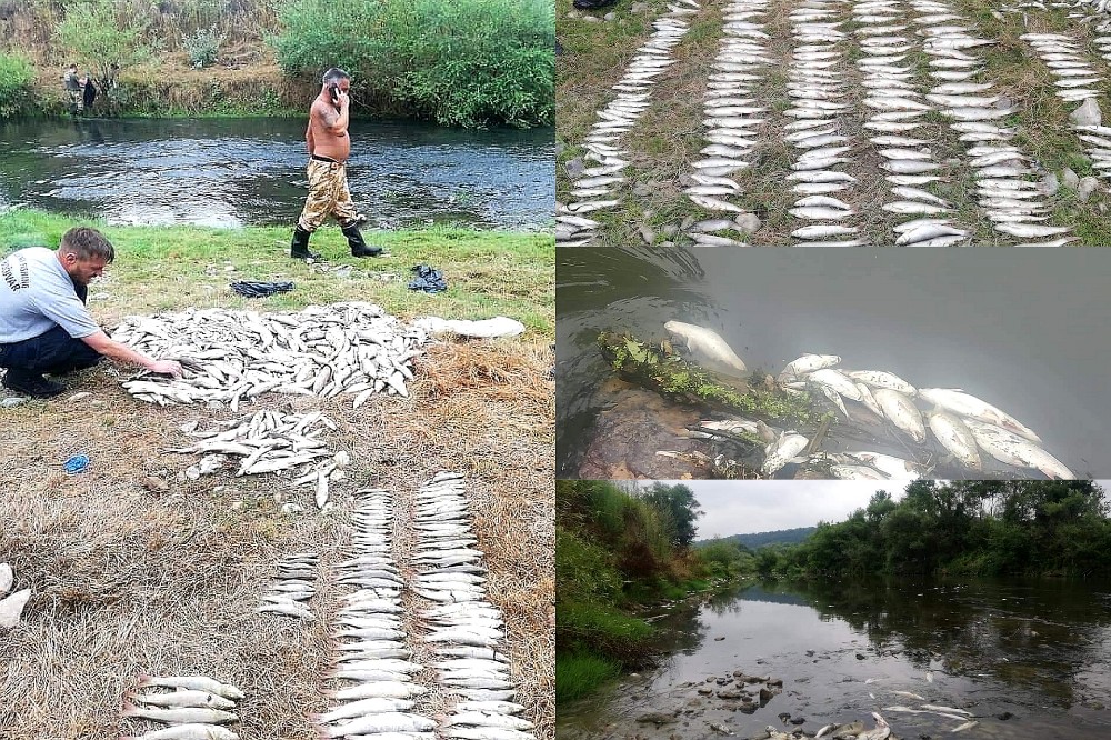 POMOR: Ispustili amonijak u Kolubaru- uginulo na tone ribe (FOTOGALERIJA)