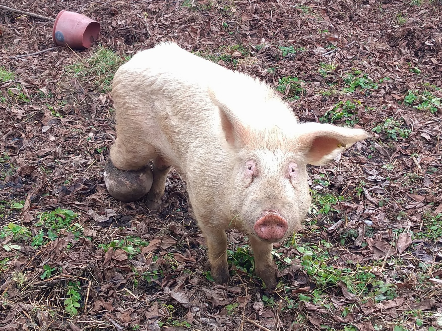 „Svinja hajduk“ teroriše Ilićevo : Juri decu,rove dvorišta (Foto/Video)