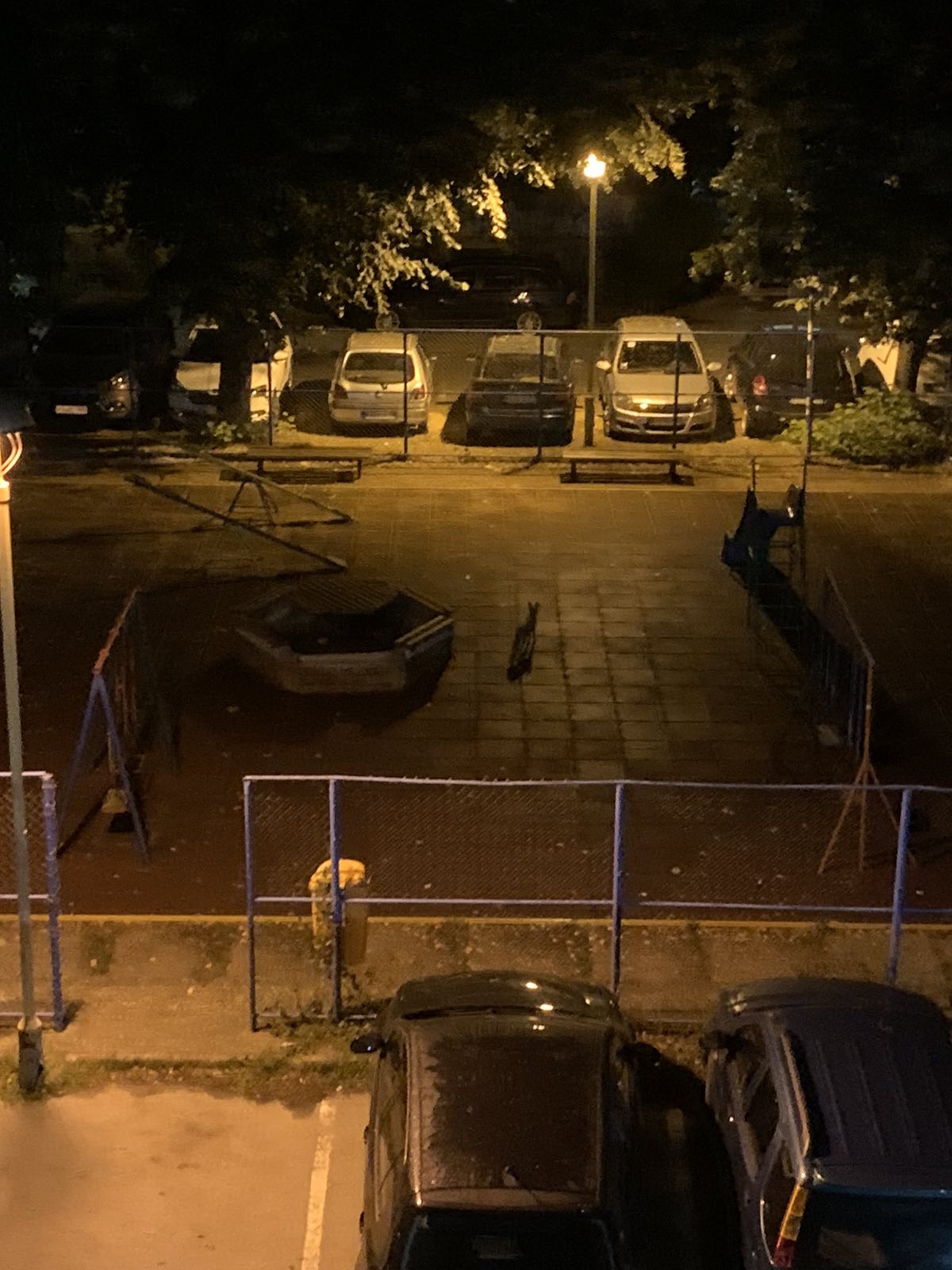 PAZITE SE: CENTAR Kragujevca opseda DIVLJA ŽIVOTINJA. ( VIDEO )