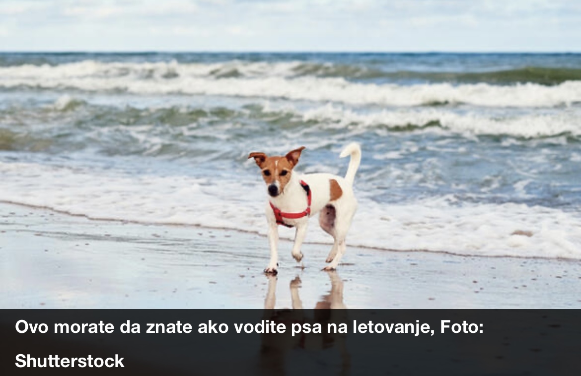 KO PUTUJE S KUĆNIM LJUBIMCEM NA MORE MORA DA IMA OVE PAPIRE: Evo šta vam sve za psa ili macu mogu tražiti na granici! NIJE MALO