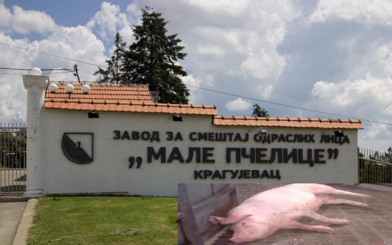 STANJE ALARMANTNO: U zavodu Male PČELICE ne prestaju potresne SCENE. SADA je zbog KUGE pobijeno preko 150 ŽIVOTINJA.
