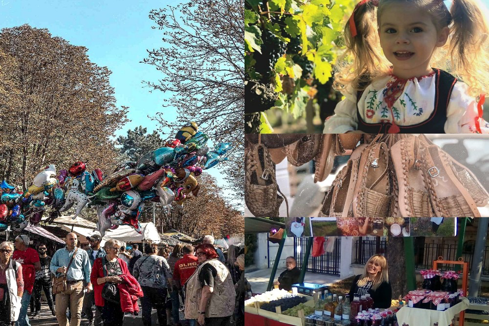 Obraše se vinogradi dole kraj Topole- Oplenačka berba od 06 do 08. oktobra!