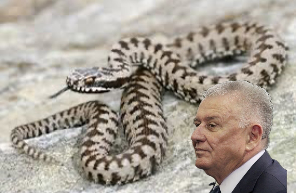 OGLASIO SE VELJA ILIĆ NAKON ŠTO GA JE UJELA ZMIJA: Otkrio šta se desilo – „Orezivao sam šljivu, stavio sam ruku na koren…“