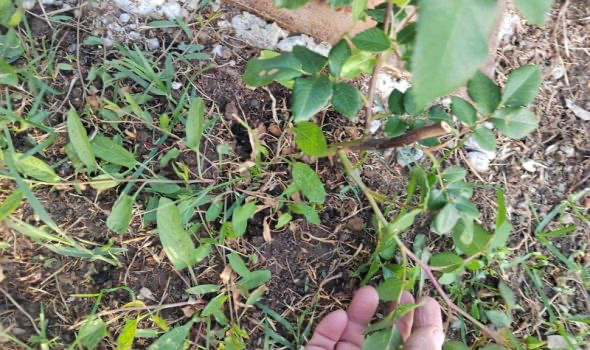 Uništene i pokradene ruže i druge sadnice u Velikom parku (FOTO)