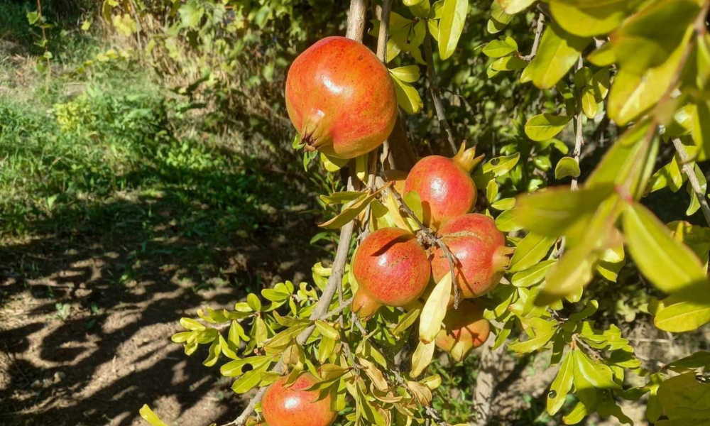 NAR RODIO U TOPOLI KAO DA JE U DALMACIJI: Žarko iznenađen bogatim rodom