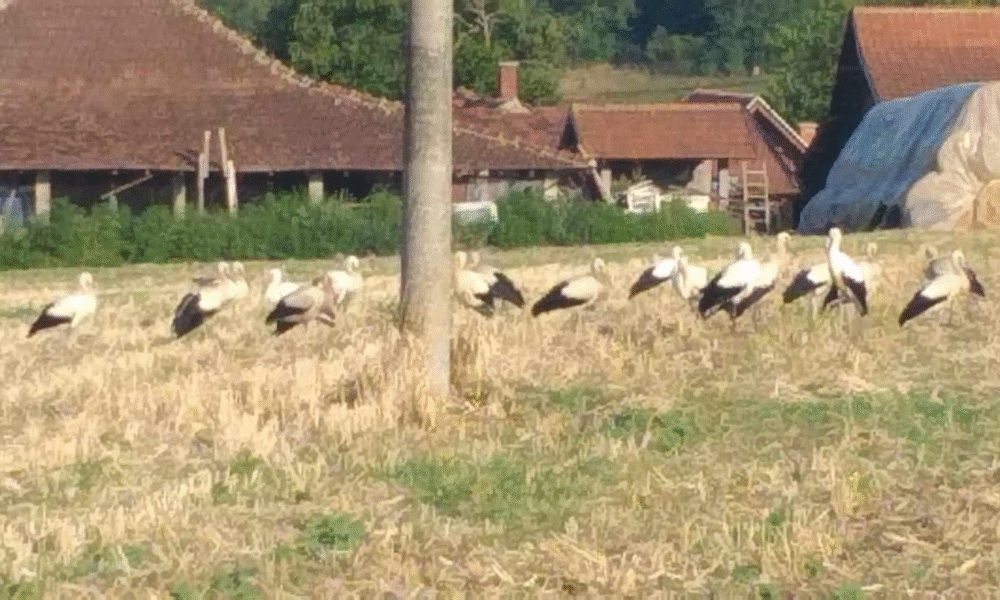 Prizor za pamćenje: Jato belih roda sletelo na livadu kod Topole – meštani veruju da donose berićet i lepu godinu (FOTO)