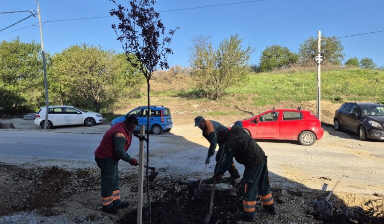 JKP „Šumadija“ nastavlja sadnju lišćara u okviru akcije „Vrati dah prirodi – posadi drvo“