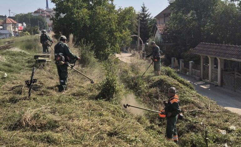 JKP „Šumadija“ nastavlja suzbijanje ambrozije na javnim zelenim površinama u Kragujevcu