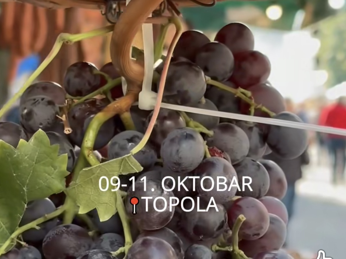 TOPOLA SPREMNA ZA 63. OPLENAČKU BERBU: Tri dana vina, grožđa, tradicije i muzike